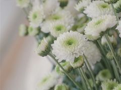 -三圣花乡旅游区