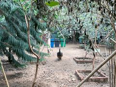 -呀路古热带植物园