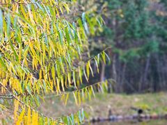 -五营红松林海景区