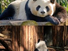-都江堰中华大熊猫苑