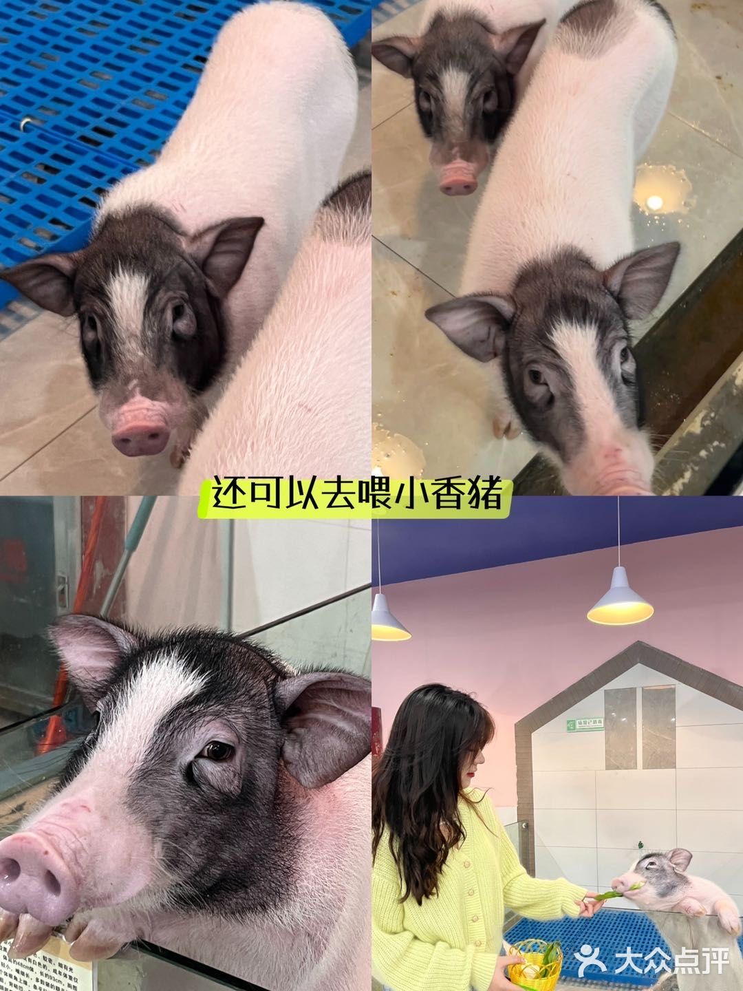 杭州探店｜超好拍的萌宠馆，一起来撸宠物了