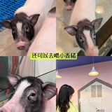 杭州探店｜超好拍的萌宠馆，一起来撸宠物了