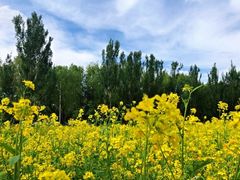 -长白岛森林公园