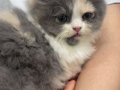 -佳雯宠物医院·皮肤科·内外科(春晓路分院)