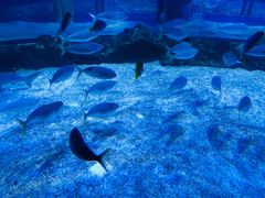 -迪拜水族馆及水下动物园