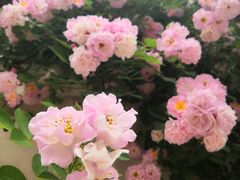 -荣昌花园