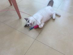 -喵宠乐园·撸猫互动·猫舍