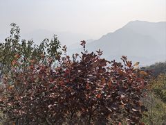 -大岭沟猕猴桃谷风景区