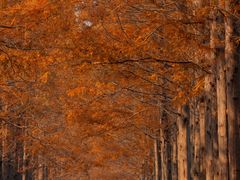 -黄海国家森林公园