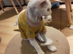 -猫腻·猫咖·撸猫馆(星光大道店)
