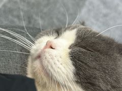 -1013 PET SHOP 宠物商店(近铁城市广场店)