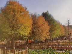 -五缘湾湿地公园
