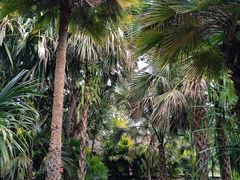 -中国科学院西双版纳热带植物园