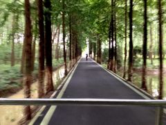 园内-合肥滨湖国家森林公园