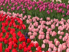 -洛阳郁金香牡丹园