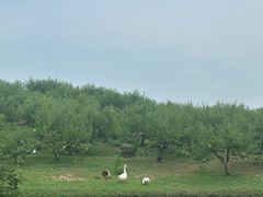 -乌村