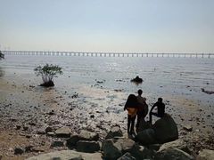 -宝安西湾红树林湿地公园