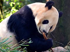 -中国大熊猫保护研究中心雅安碧峰峡基地