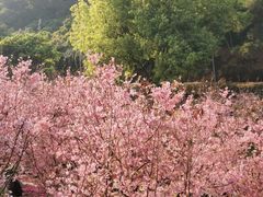 -狐尾山公园