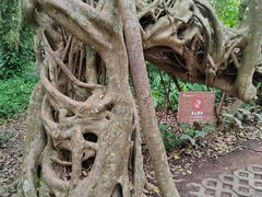 -中国科学院西双版纳热带植物园