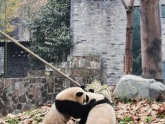 -都江堰中华大熊猫苑