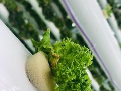 -兰陵国家农业公园