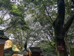 -普陀山风景区-佛顶山