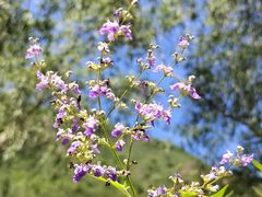 -云岫谷游猎自然风景区