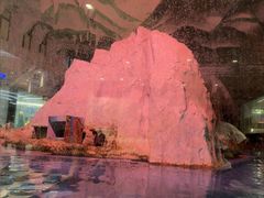 -帝企鹅自助餐厅•儿童岛•真企鹅(长隆企鹅酒店)