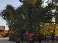-大槐树寻根祭祖园