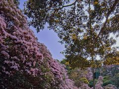 -梧桐山风景名胜区