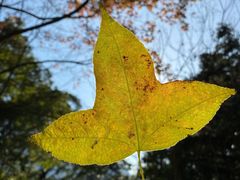 -广州市石门国家森林公园