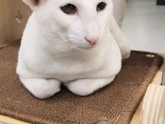 -飞行喵MR PILOT|猫舍·猫咖(静安大融城店)