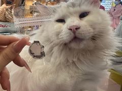 -平行世界·猫咖(首经贸店)