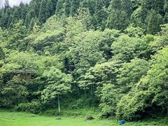 -武陵山森林公园