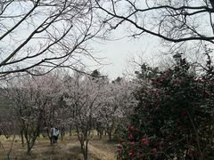 -无锡梅园公园