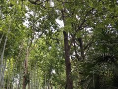 -上海佘山国家森林公园西佘山园