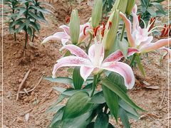 -松山湖梦幻百花洲