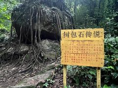 -莫里热带雨林景区
