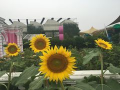 -广州花之恋城堡酒店