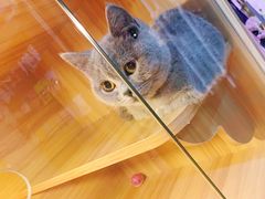 -喵百万·布偶·蓝金金渐层英短·猫舍(百子湾店)