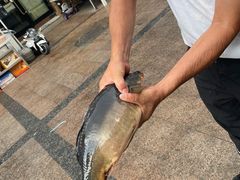 -新疆风味冷水鱼庄(友谊峰路店)