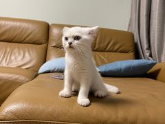 -lincat·猫舍(广州店)
