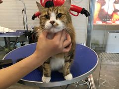 -PETKIT小佩宠物(古北店)