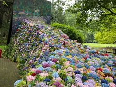 -上海共青森林公园