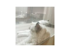 -飞行喵MR PILOT|猫舍·猫咖(静安大融城店)