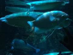 -太平洋海底世界