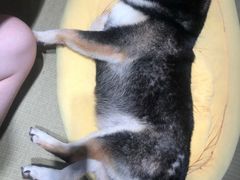 -逗柴咖啡屋·狗咖猫咖宠物桌游
