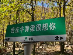 -牛背梁国家森林公园