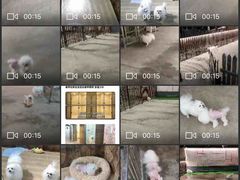 -宠物之家Pets Home 宠物寄养酒店